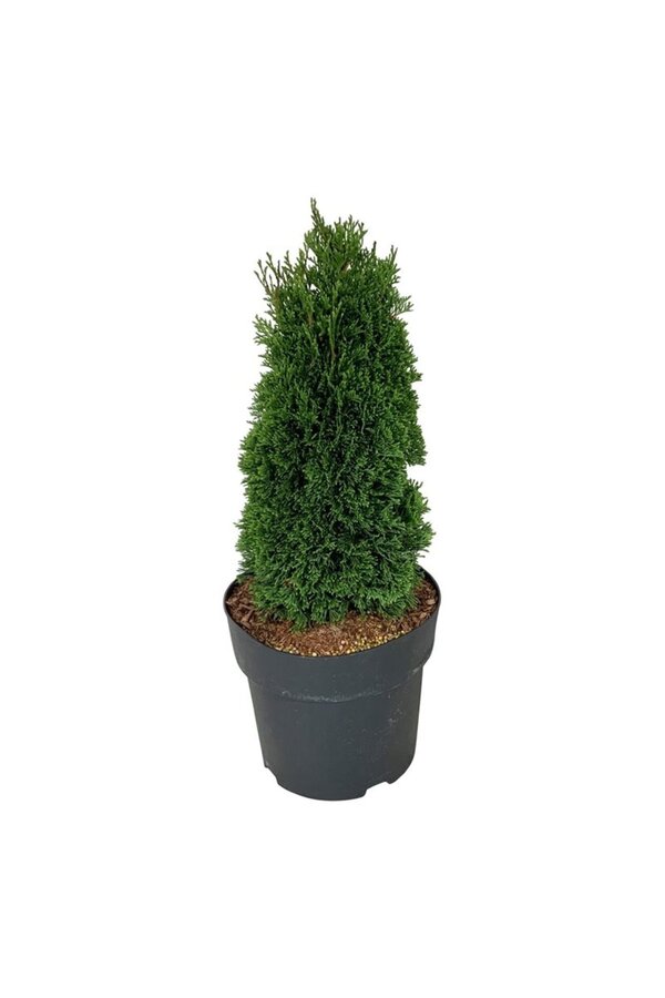 Conifeer Thuja Maks