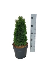 Conifère Thuja Maks