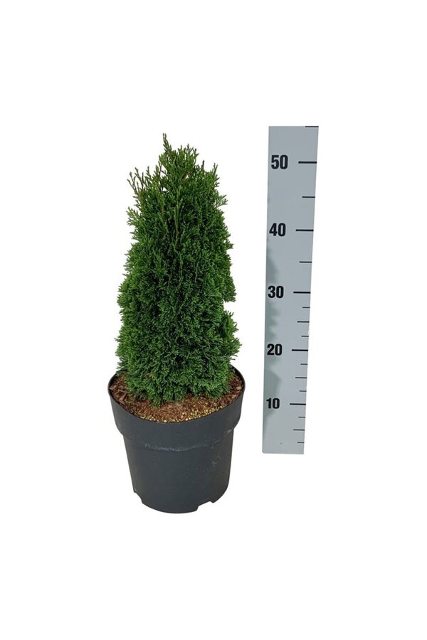 Conifère Thuja Maks