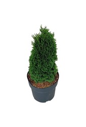 Conifère Thuja Maks