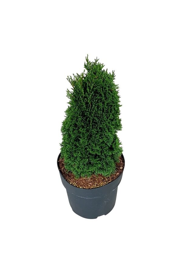 Conifère Thuja Maks