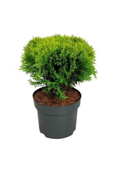 Conifeer Thuja Mirjam
