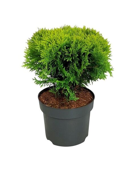 Thuja