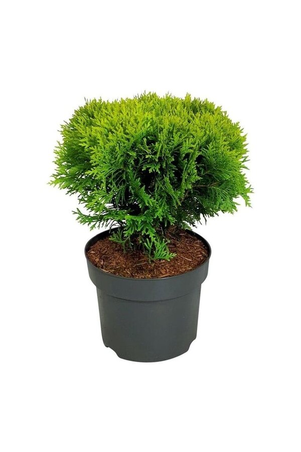 Conifeer Thuja Mirjam