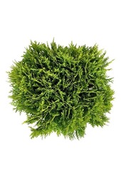 Conifeer Thuja Mirjam