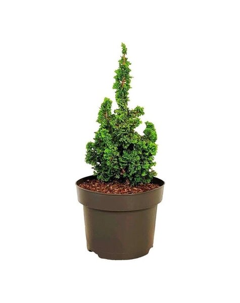 Thuja