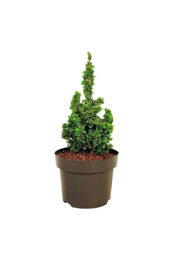 Conifère Thuja Primo