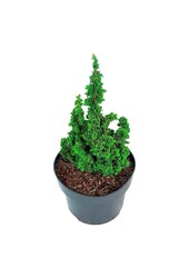 Conifère Thuja Primo