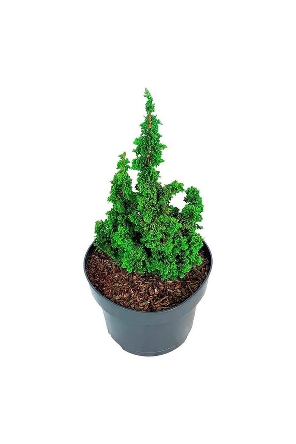 Conifeer Thuja Primo