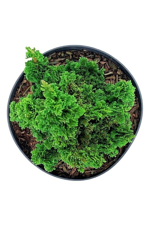 Conifère Thuja Primo