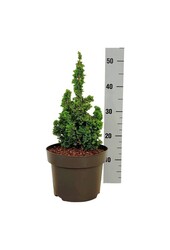 Conifeer Thuja Primo