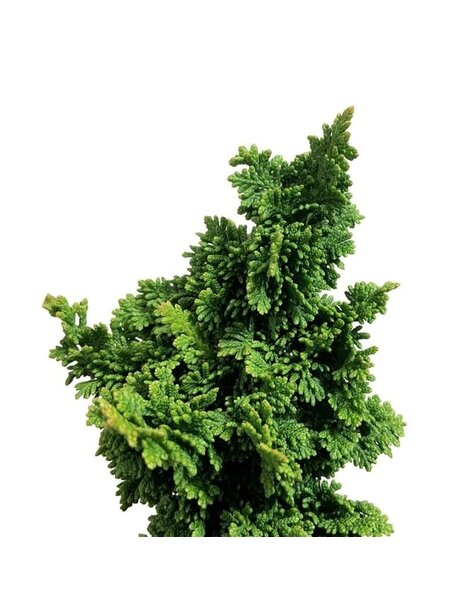 Thuja