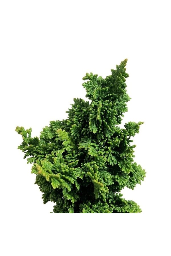 Conifeer Thuja Primo