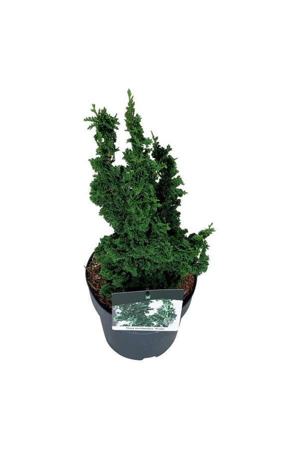 Conifeer Thuja Primo