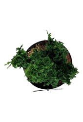 Conifère Thuja Primo