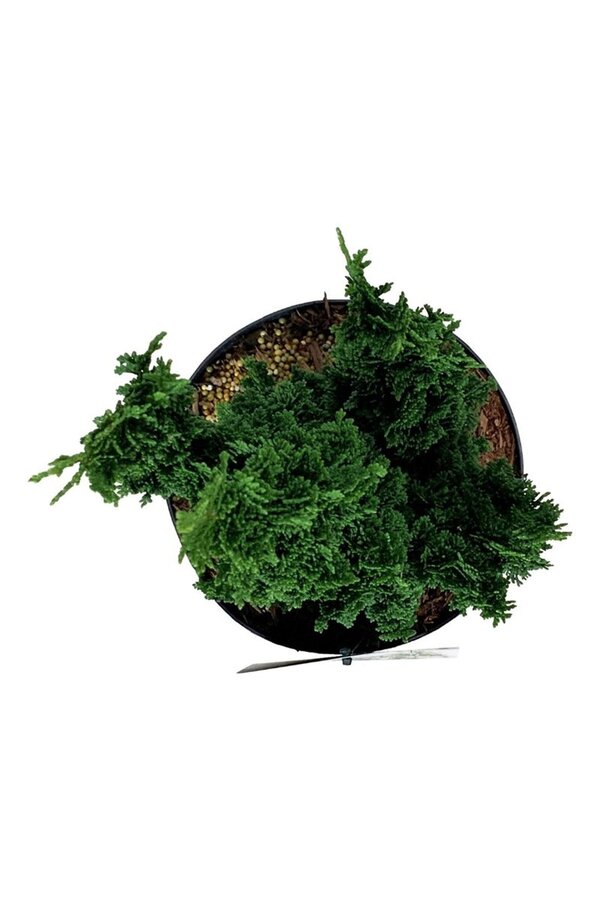 Conifère Thuja Primo