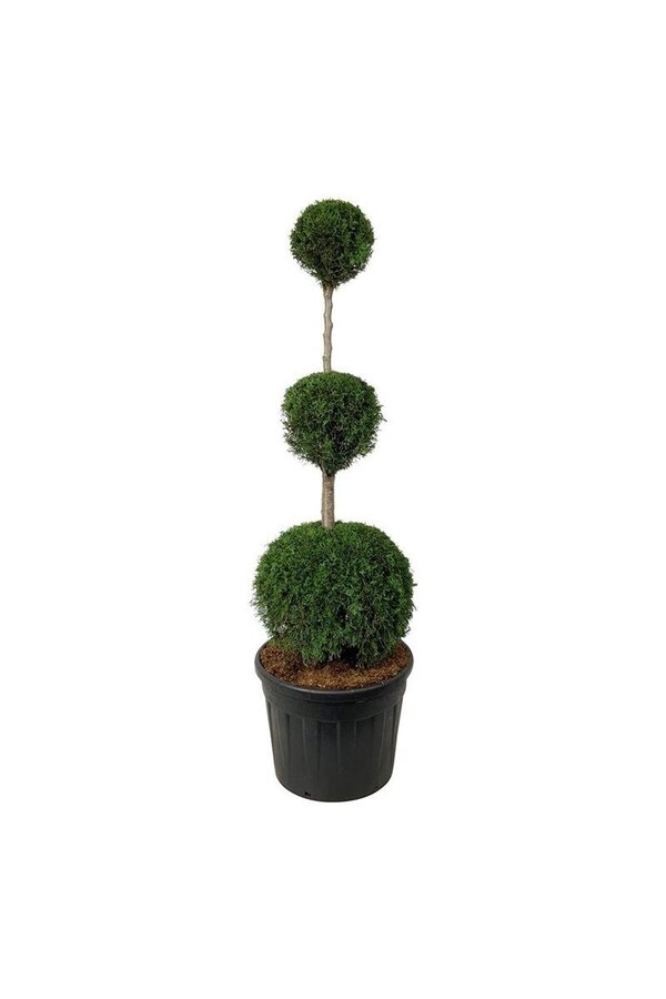 Conifère Thuja Smaragd