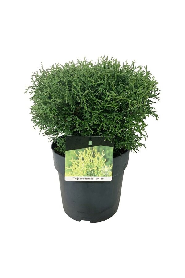 Conifeer Thuja Tiny Tim
