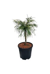 Conifeer Thuja Golden Whipcord