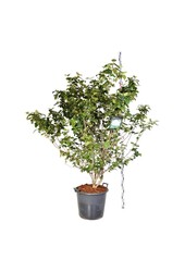 Sneeuwbal Viburnum carlcephalum