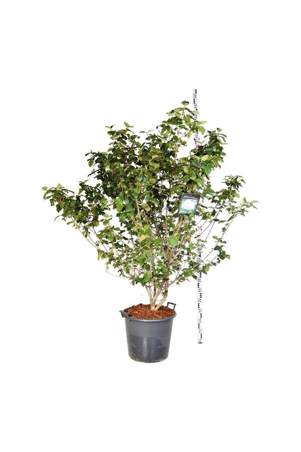 Sneeuwbal Viburnum carlcephalum