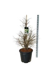 Sneeuwbal Viburnum Molly Schroeder