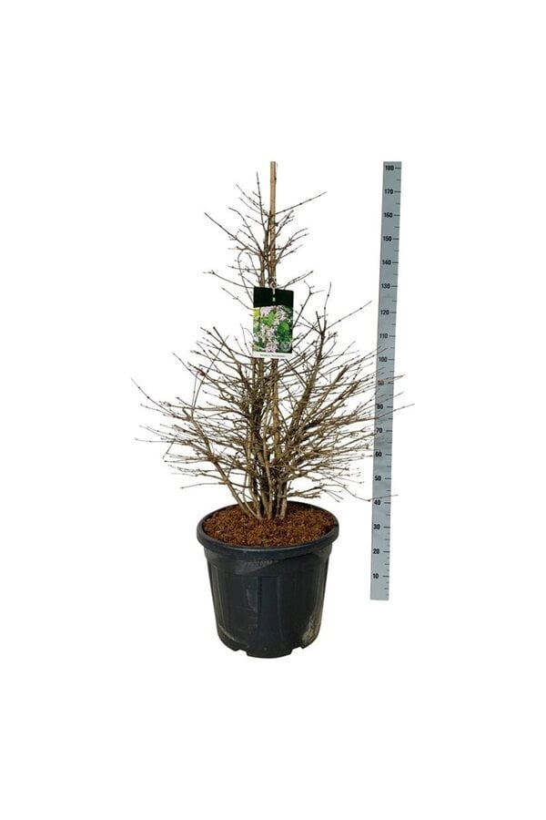 Sneeuwbal Viburnum Molly Schroeder