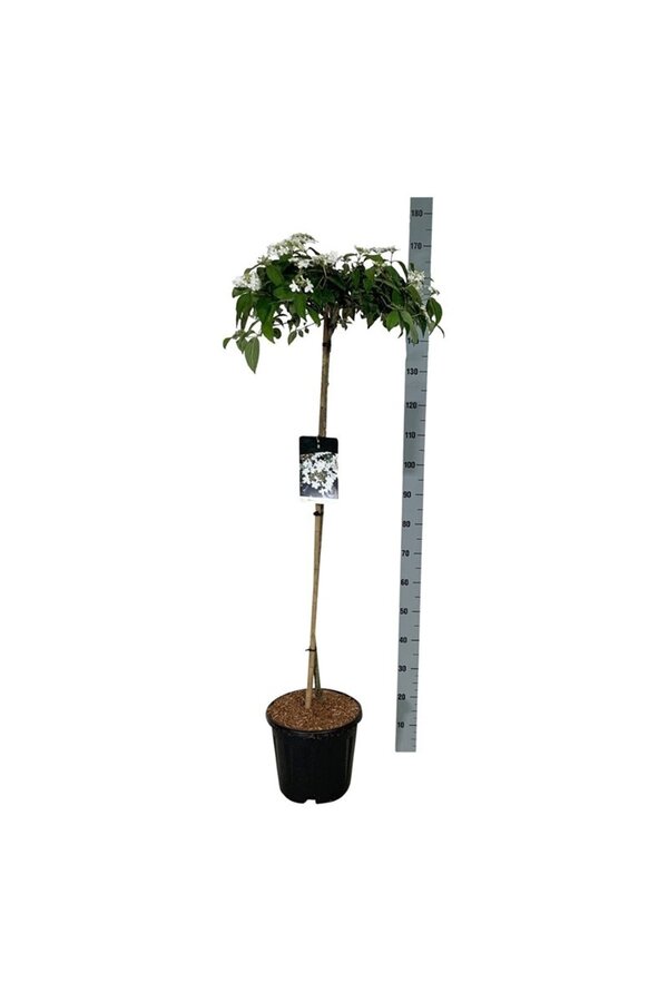 Sneeuwbal Viburnum Watanabe