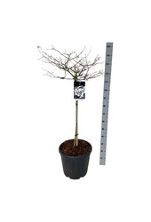 Viorne boule de neige Viburnum Watanabe