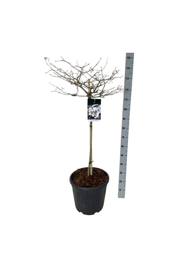 Viorne boule de neige Viburnum Watanabe