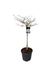 Viorne boule de neige Viburnum Watanabe