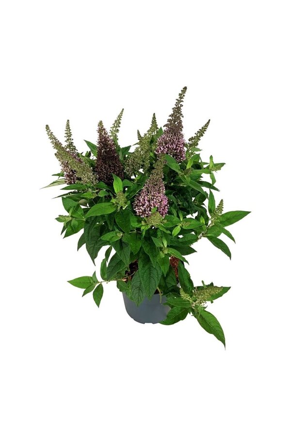 Arbre aux papillons Buddleja B. Candy Little Cerise