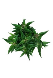 Arbre aux papillons Buddleja B. Candy Little Pink