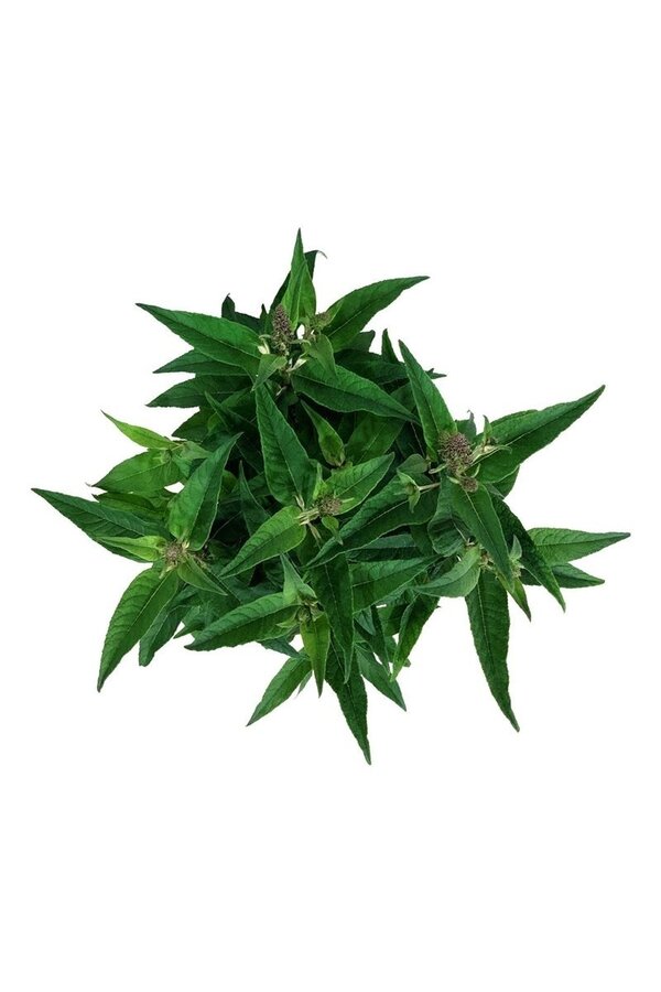 Arbre aux papillons Buddleja B. Candy Little Pink