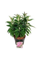 Arbre aux papillons Buddleja B. Candy Little Pink