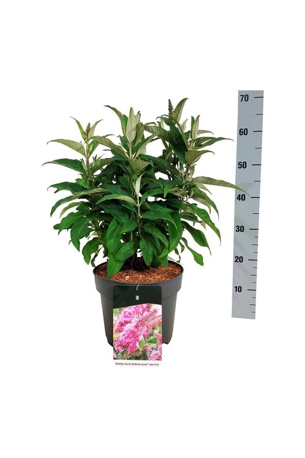 Vlinderstruik Buddleja B. Candy Little Pink