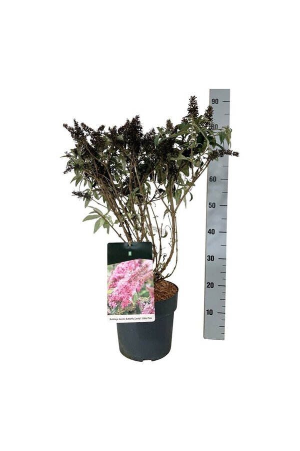 Vlinderstruik Buddleja B. Candy Little Pink