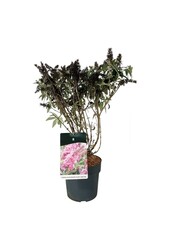 Arbre aux papillons Buddleja B. Candy Little Pink