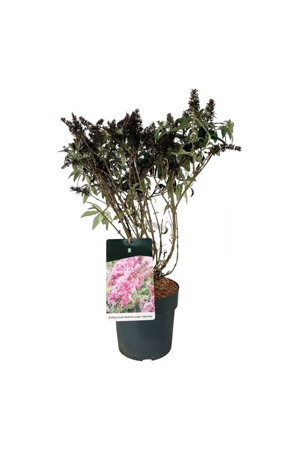 Vlinderstruik Buddleja B. Candy Little Pink