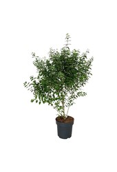 Callicarpe Callicarpa dichotoma Issai