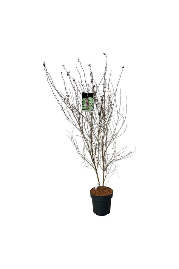 Callicarpe Callicarpa dichotoma Issai