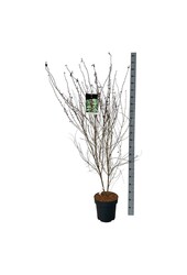 Schoonvrucht Callicarpa dichotoma Issai