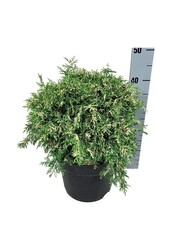 Chamaecyparis Pearly Swirls G.A.