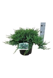 Cyprès Juniperus Blue Chip