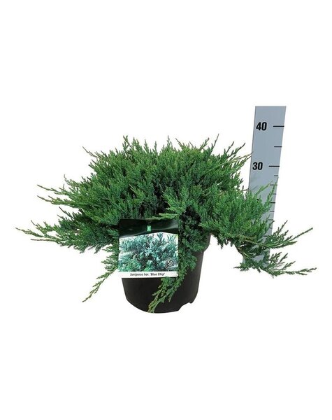 Juniperus