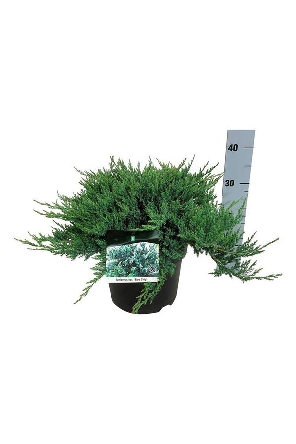 Cipres Juniperus Blue Chip