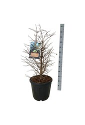 Metasequoia Schirrm. Nord.