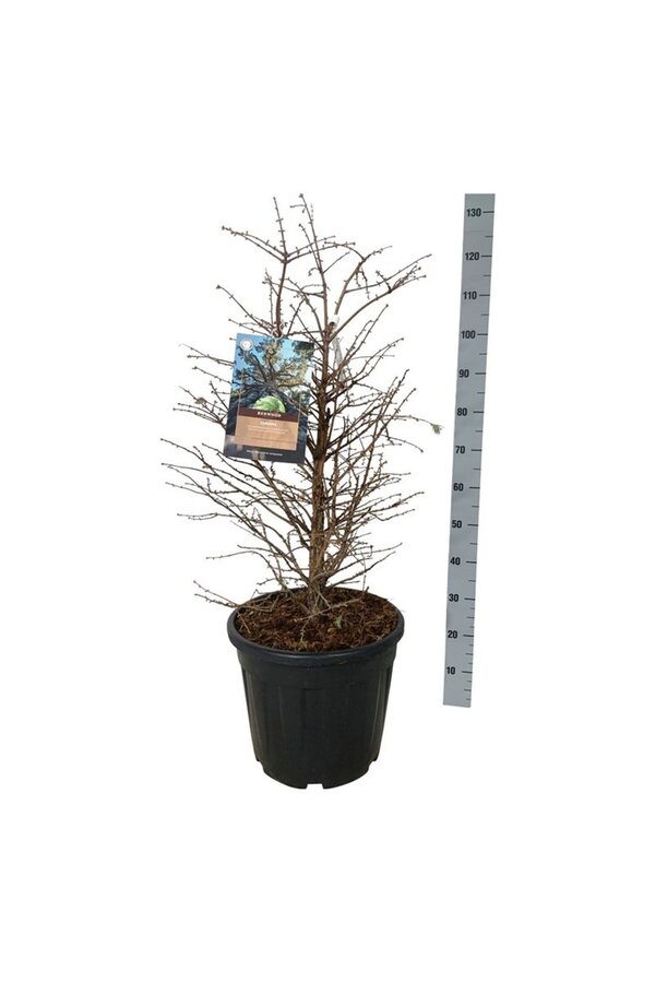 Metasequoia Schirrm. Nord.