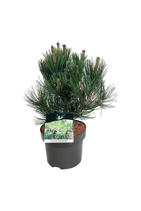 Pin Pinus Compact Gem
