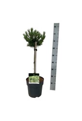Denneboom Pinus mugo Klostergrün